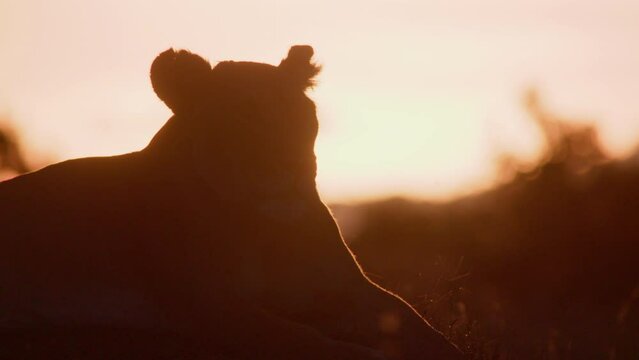 Silhouette of a collared female lion (panthera leo) resting at sunset across the savannah in Africa.