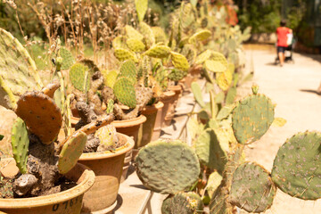  Spherical cactus in the park
