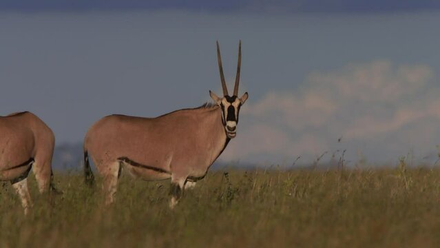 Long lens of a herd of gemsbok (Oryx gazella) chewing while starring at the camera across the grasslands during the afternoon in Africa.