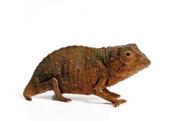Tansania-Zwergchamäleon // Bearded leaf chameleon (Rieppeleon brevicaudatus / Rhampholeon brevicaudatus)