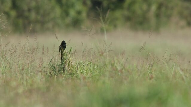 Long lens of a long-tailed widowbird (Euplectes progne) mating display and fluffing its feathers between grass during the morning in Africa.