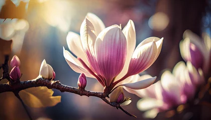 Deurstickers Beautiful blooming magnolia flower on branch, spring fresh air morning after rain. Natural sunlight bokeh. Generative AI © Anna