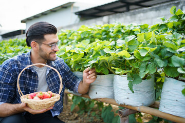 Happy cheerful Asian strawberry farmer picking up or harvesting a fresh strawberries in the strawberry field.