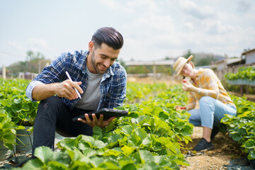 Gardeners collecting and analyzing a strawberry growing information.