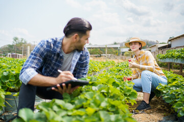Happy cheerful male and female strawberry farmer or gardener inspecting a strawberry planting and...