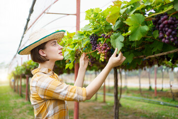 Delightful female vineyard farmer harvests grapes. 