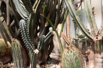 Selected focused on a group of small and colourful cactus planted