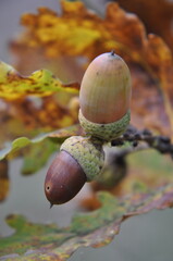 Owoce dębu, żołędzie.  © Blaszko