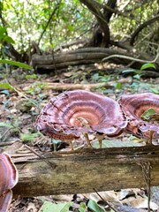 mushroom in the forest