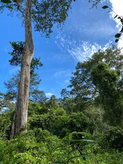 Fototapeta premium pine tree in the forest