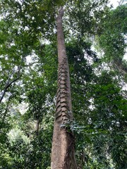Fototapeta premium trees in the forest