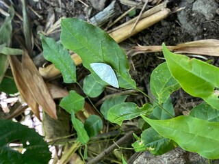 leaves in the garden