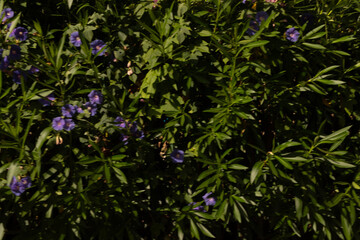 Small green leaves texture background with beautiful pattern. Clean environment.