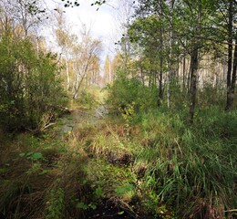 Bagno leśne, teren podmokły.