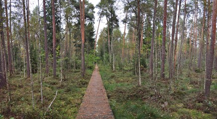 Kładka przez leśny podmokły teren, bagno. © Blaszko