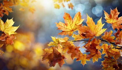 fall background with autumn maple leaves