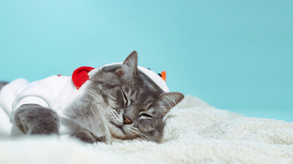 Grey tabby cat wearing a snowman white sweater in light blue background. Christmas cat sleeping
