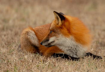 red fox in the wild