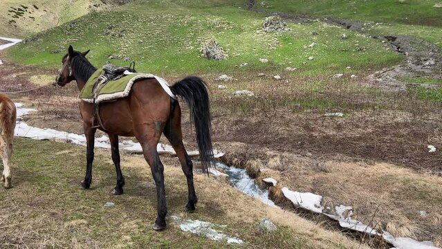 Brown Horse Urinate on Grassland