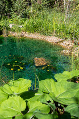 Ecosystème et zone humide - création d'une mare entourée de plantes dans un jardin naturel