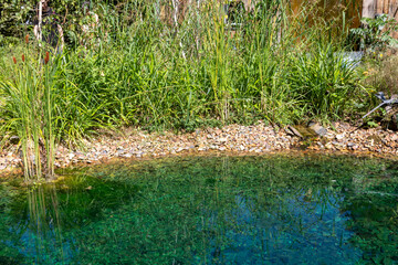 Ecosystème et zone humide - création d'une mare entourée de plantes dans un jardin naturel