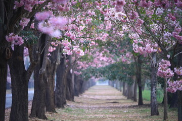 Pink Trumpet (Tabebuia rosea, Pink Tecoma, Rosy Trumpet-tree) Beautiful flowers of Thailand in the Kasetsart Unitversity Kamphaeng Saen campus ,Thailand