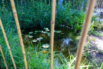 Ecosystème et zone humide - création d'une mare entourée de plantes dans un jardin naturel