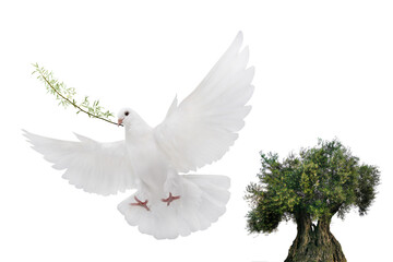 olive tree and white dove flying with olive branch in its beak isolated on white background