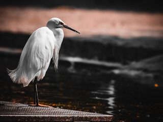 regal looking egret standing alone near water, the great white egret