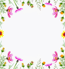 Frame. Bright colorful cosmos flowers isolated on white background.