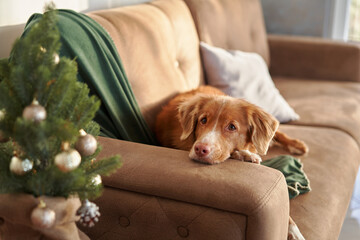 A pensive Nova Scotia Duck Tolling Retriever dog rests on a sofa beside a festive tree,...