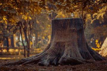 tree stump looking regal even though tree has been cut down, squirrel climbing on old tree stump, a lone tree stump in forest surrounded by beautiful golden leaves  - obrazy, fototapety, plakaty