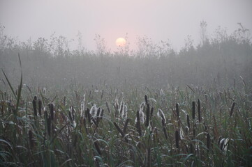 Wschód słońca na łąkach i bagnach rzeki Biebrzy. - obrazy, fototapety, plakaty