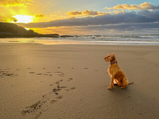Young wire haired Vizsla on the beach at sunset