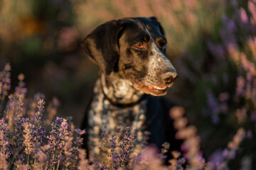 Dog sits in picturesque lavender field. Flower-filled landscape black and white dog sitting in a field of purple lavander flowers.