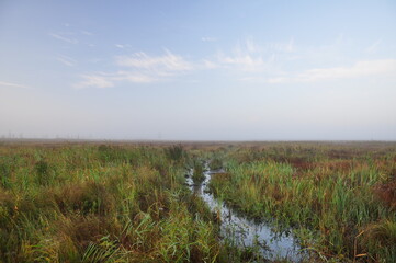 Teren bagienny rzeki Biebrzy.