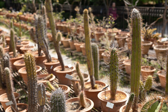 Selected focused on a group of small and colourful cactus planted