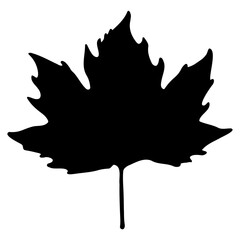 Isolated Maple Leaf