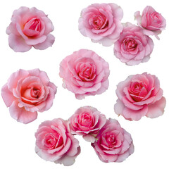 Collage of delicate pink roses isolated on transparent background. Detail for creating a collage


Collage of delicate pink roses isolated on transparent background