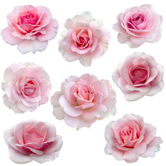 collage of delicate pink roses isolated on transparent background