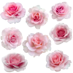 Fototapeten collage of delicate pink roses isolated on transparent background © alesikka