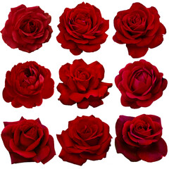 Collage of red roses isolated on transparent background