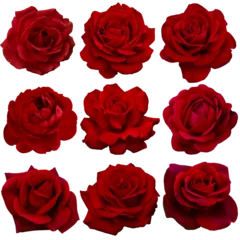 Foto auf Acrylglas Collage of red roses isolated on transparent background © alesikka