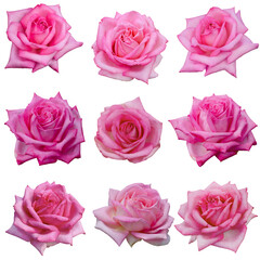 Collage of delicate pink roses isolated on transparent background - 695518220