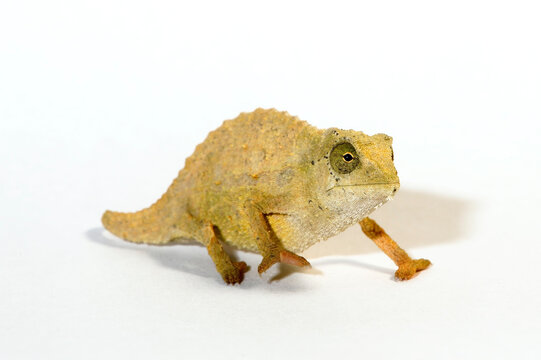 Tansania-Zwergcham&auml;leon // Bearded leaf chameleon (Rieppeleon brevicaudatus / Rhampholeon brevicaudatus)