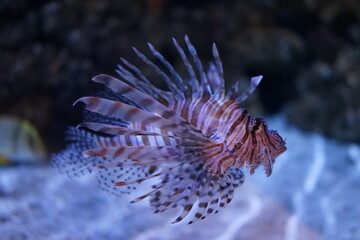 ハナミノカサゴ  カサゴ　水族館　魚