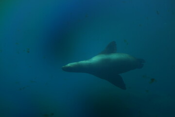 Fototapeta premium 水中の 泳ぐ オットセイ アザラシ 水族館 生き物