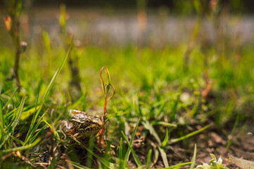 Common frog (Pelophylax perezi) standing near a lake hidden in the grass.
