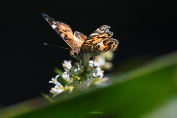 False monarch butterfly (Danaus gilippus) standing on a flower sucking.