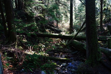 木漏れ日　森　ハイキング　トレッキング　トレイル　針葉樹林